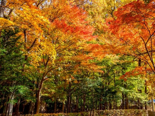 ■秋は紅葉がとても綺麗で映えます♪