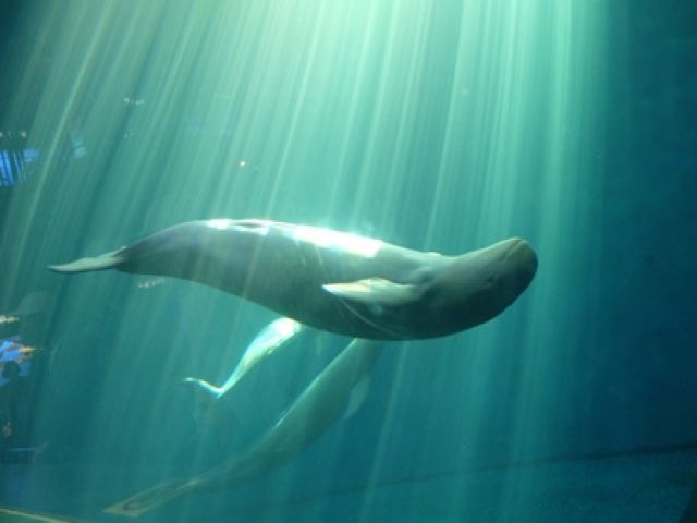 近くには鳥羽水族館も！鳥羽は冬でも過ごしやすい気候です♪