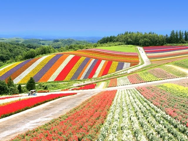 夏の富良野エリアは最高です♪人生で一度は来てみたい！！！