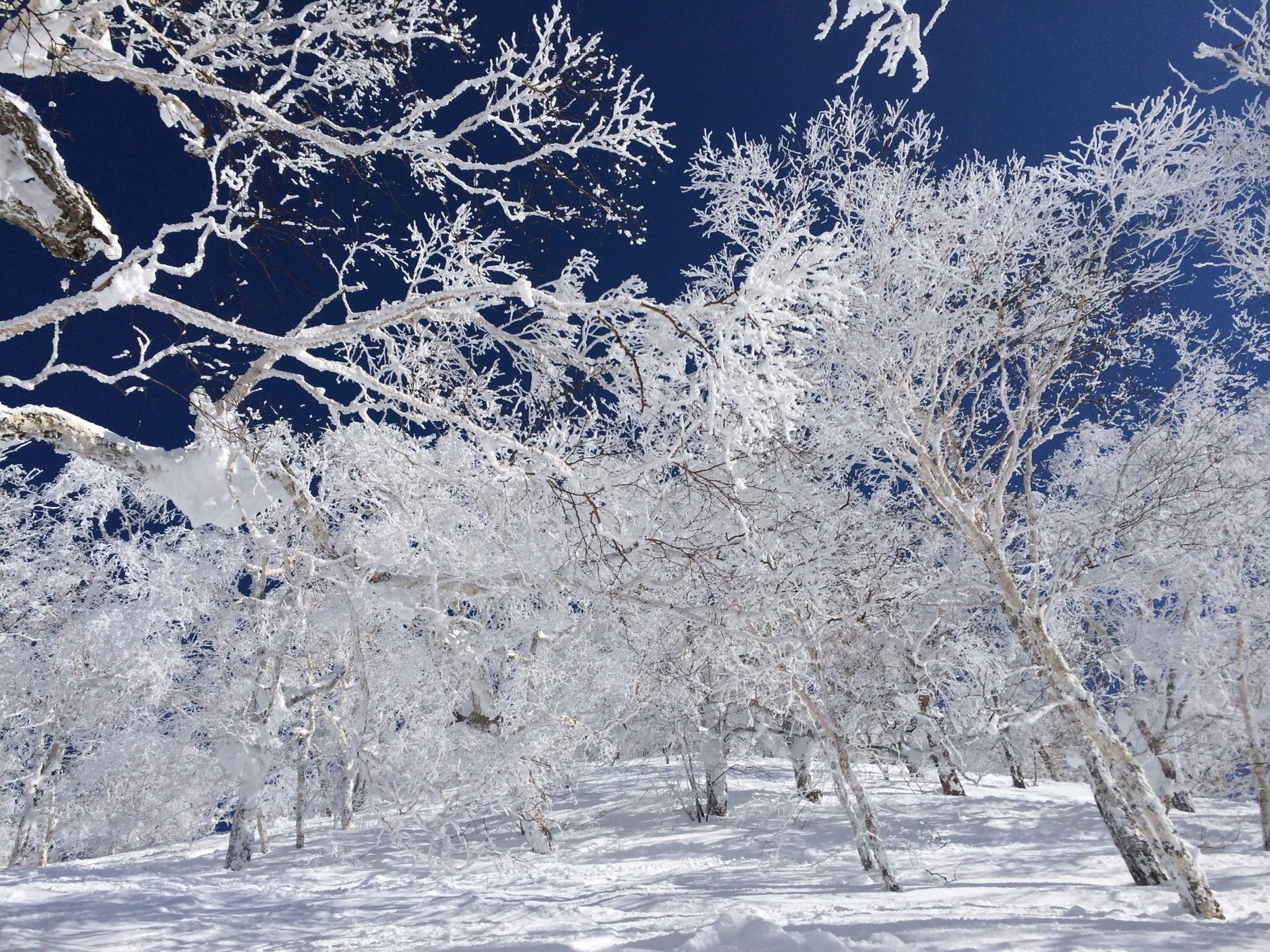 白銀の世界 雪景色を堪能する