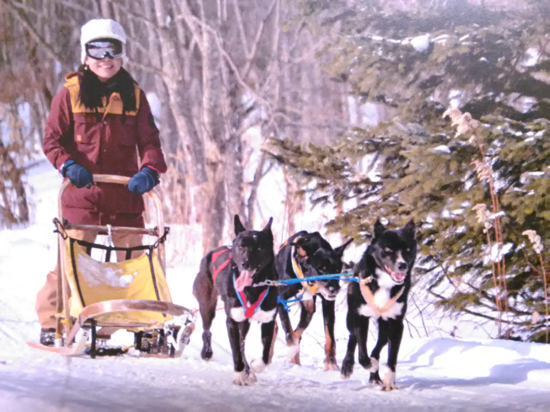 雪の中を爽快に風を切る「犬ぞり体験」