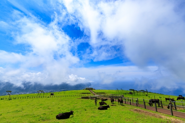 八丈島ふれあい牧場